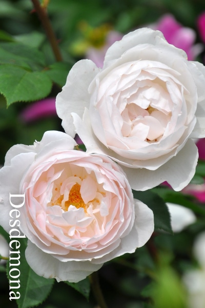 ブランドで選ぶバラ デビッドオースチンのバラ苗通販 バラの家 公式本店 ロサオリエンティス