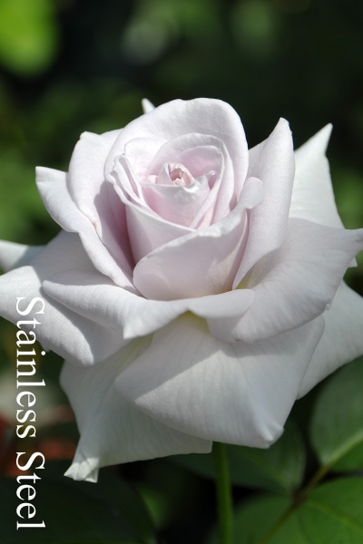 ブランドで選ぶバラ ウィークスのバラ苗通販 バラの家 公式本店 ロサオリエンティス