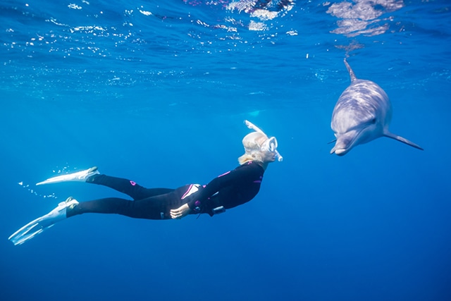 イルカとシュノーケリング