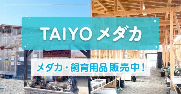 TAIYO�����