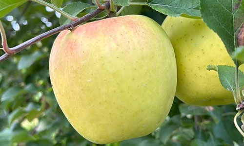 ぐんま名月〔家庭用〕 | すべての商品 | 信州〈長野〉より産直通販