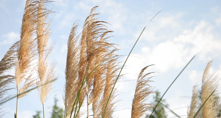 青空と白い雲を背景に風に揺れる黄金色のすすき