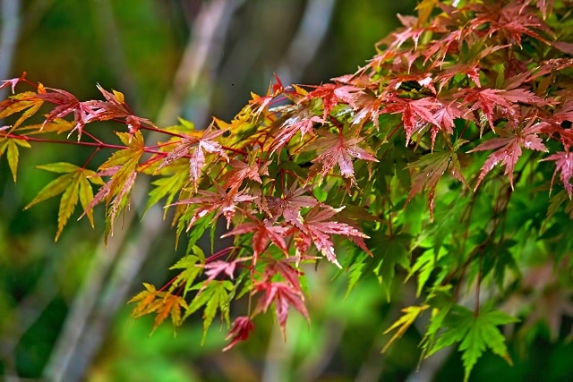秋に色づくカエデの葉、紅葉