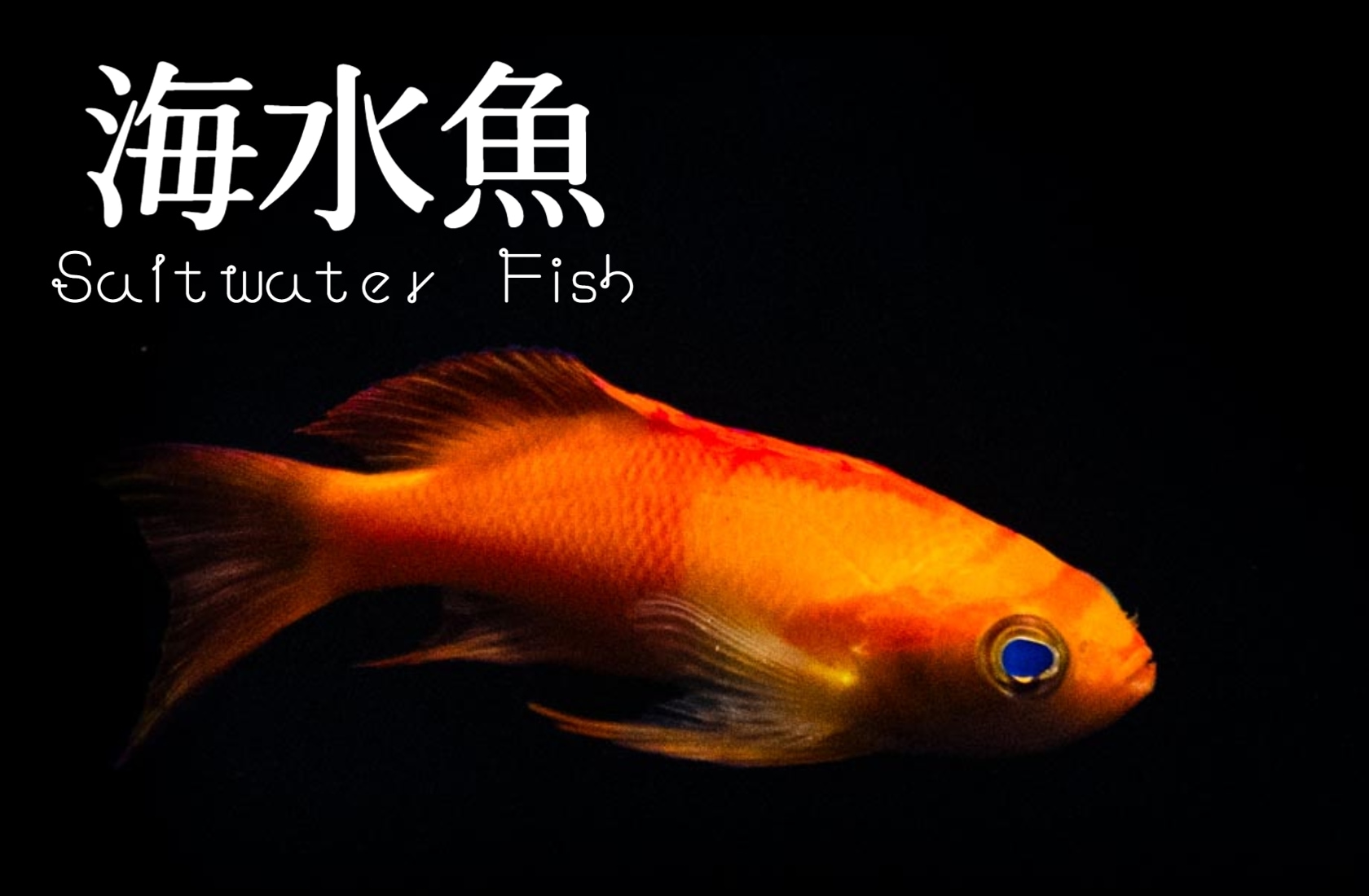 アクアリウムトールマン公式通販サイト 【熱帯魚・海水魚・水草・サンゴ・プレコ・コリドラス】