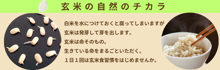 ���ʥ��θ��ƤΥҥߥ�