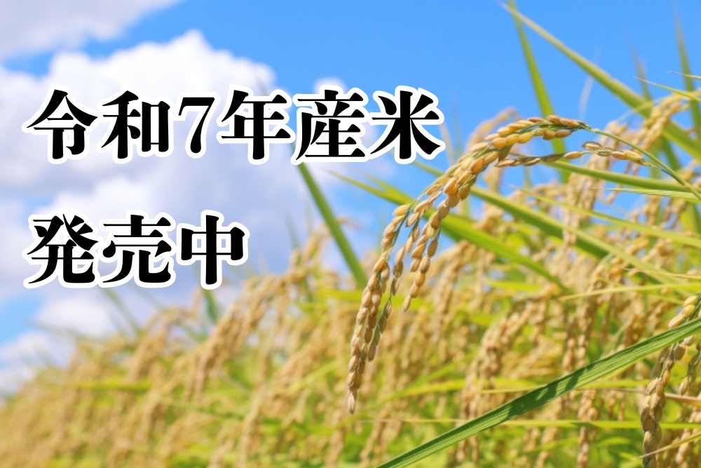 ����7ǯ����