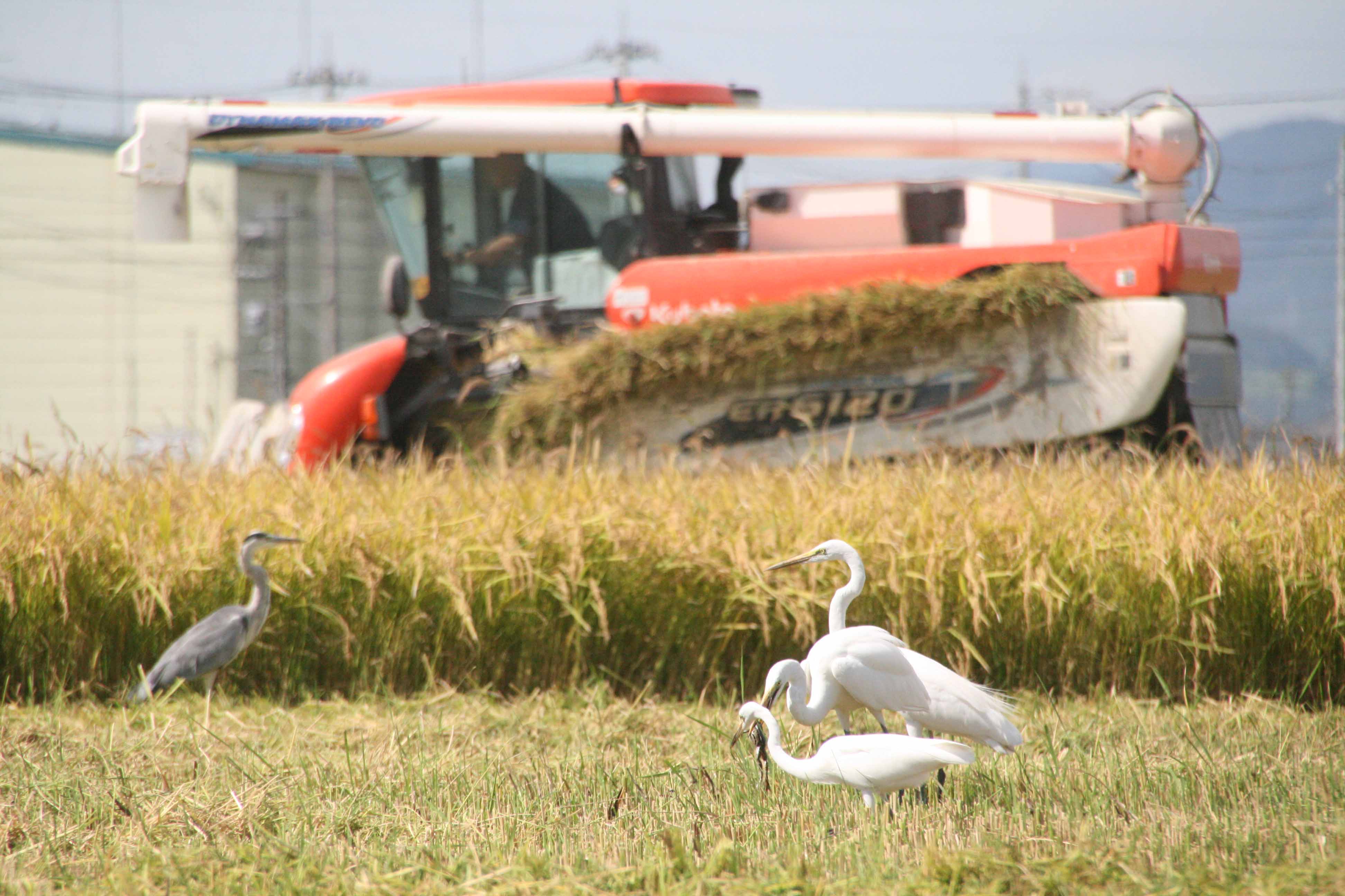 ������祦������Ĥ��