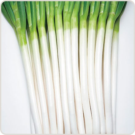 たね,葉菜の種,ネギ | 種兵ネットショッピング