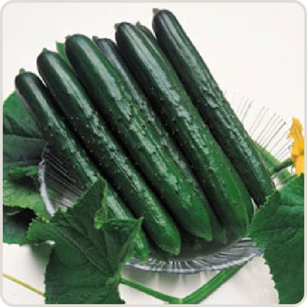 たね,果菜の種,キュウリ | 種兵ネットショッピング