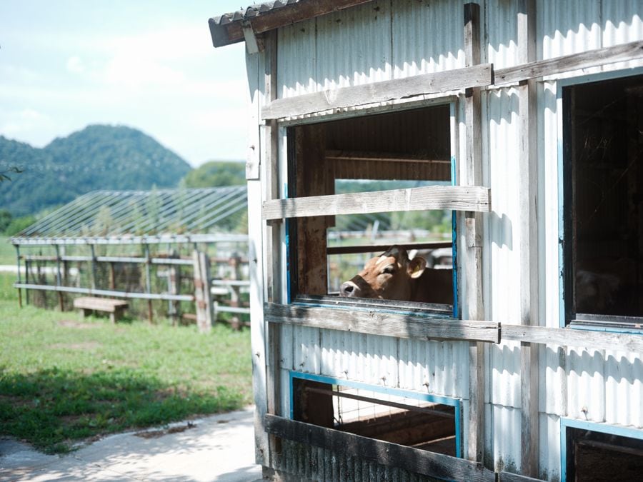 放牧地のカーフハッチ