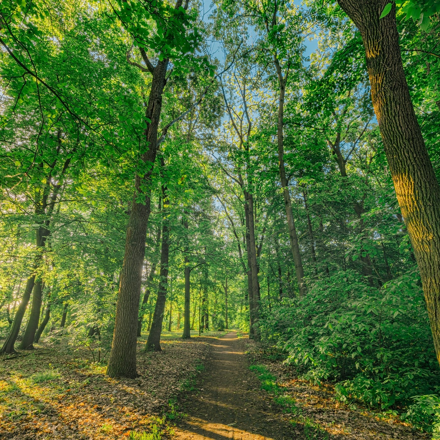 オークの森から