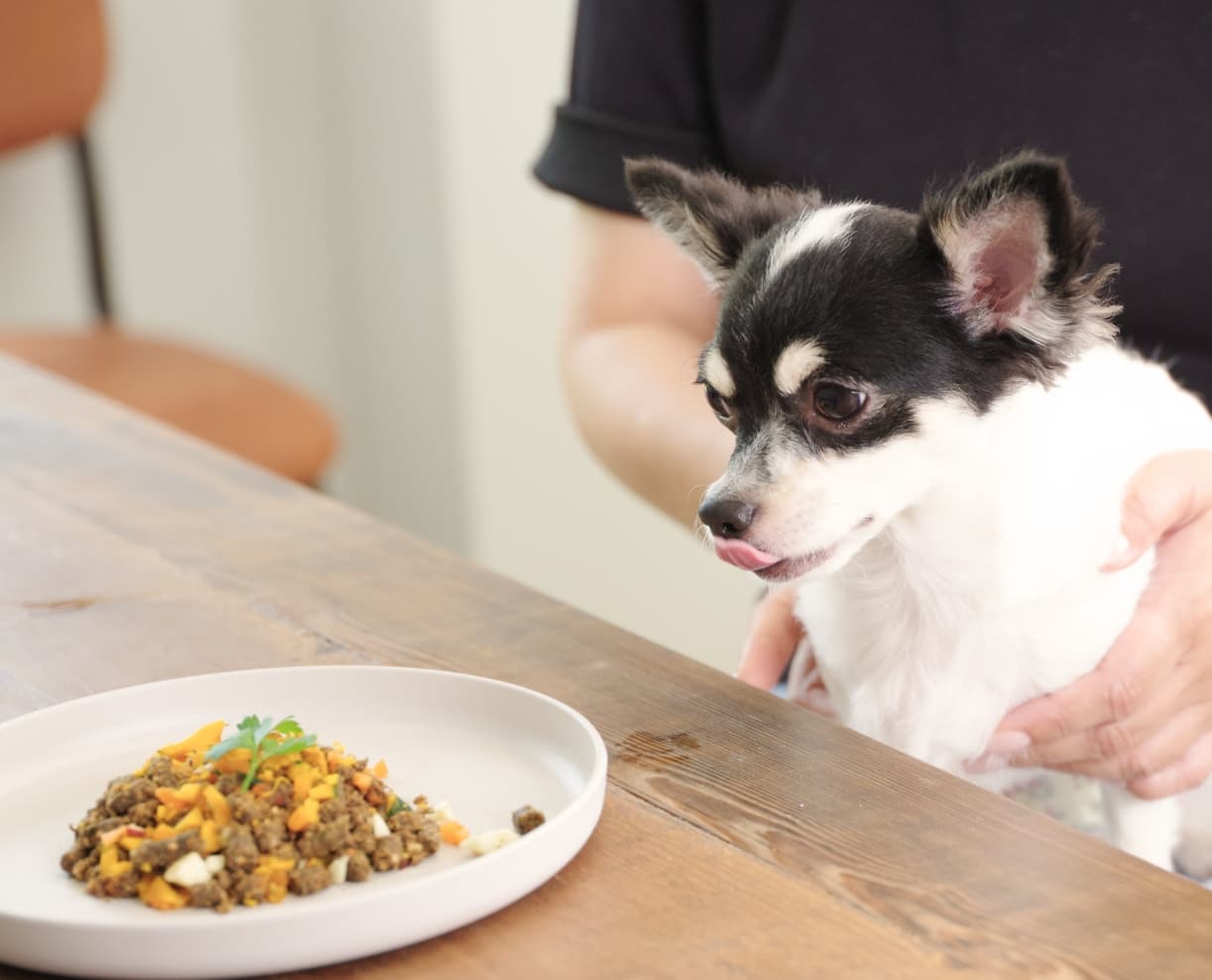 フードを食べる犬