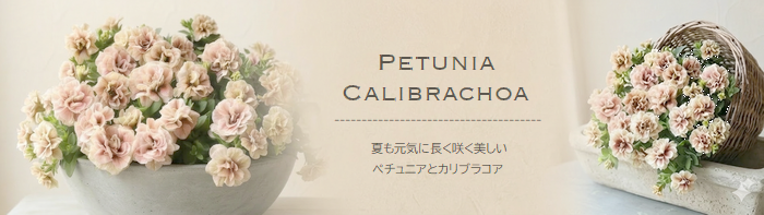 �ڥ���˥�