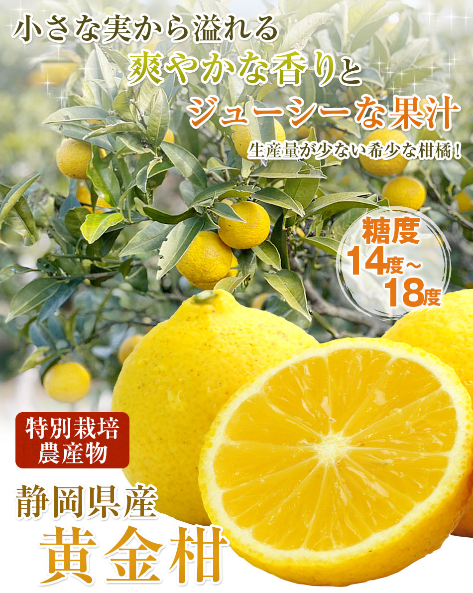 無農薬 黄金柑(ゴールデンオレンジ) 3キロ - 果物