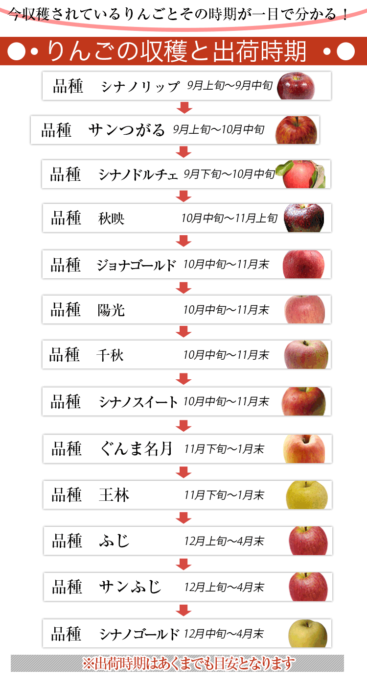 りんごの収穫と出荷時期