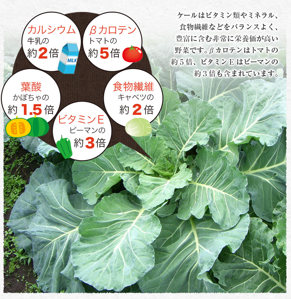 新鮮な無農薬ケール ２ｋｇ 国産 生葉 青汁