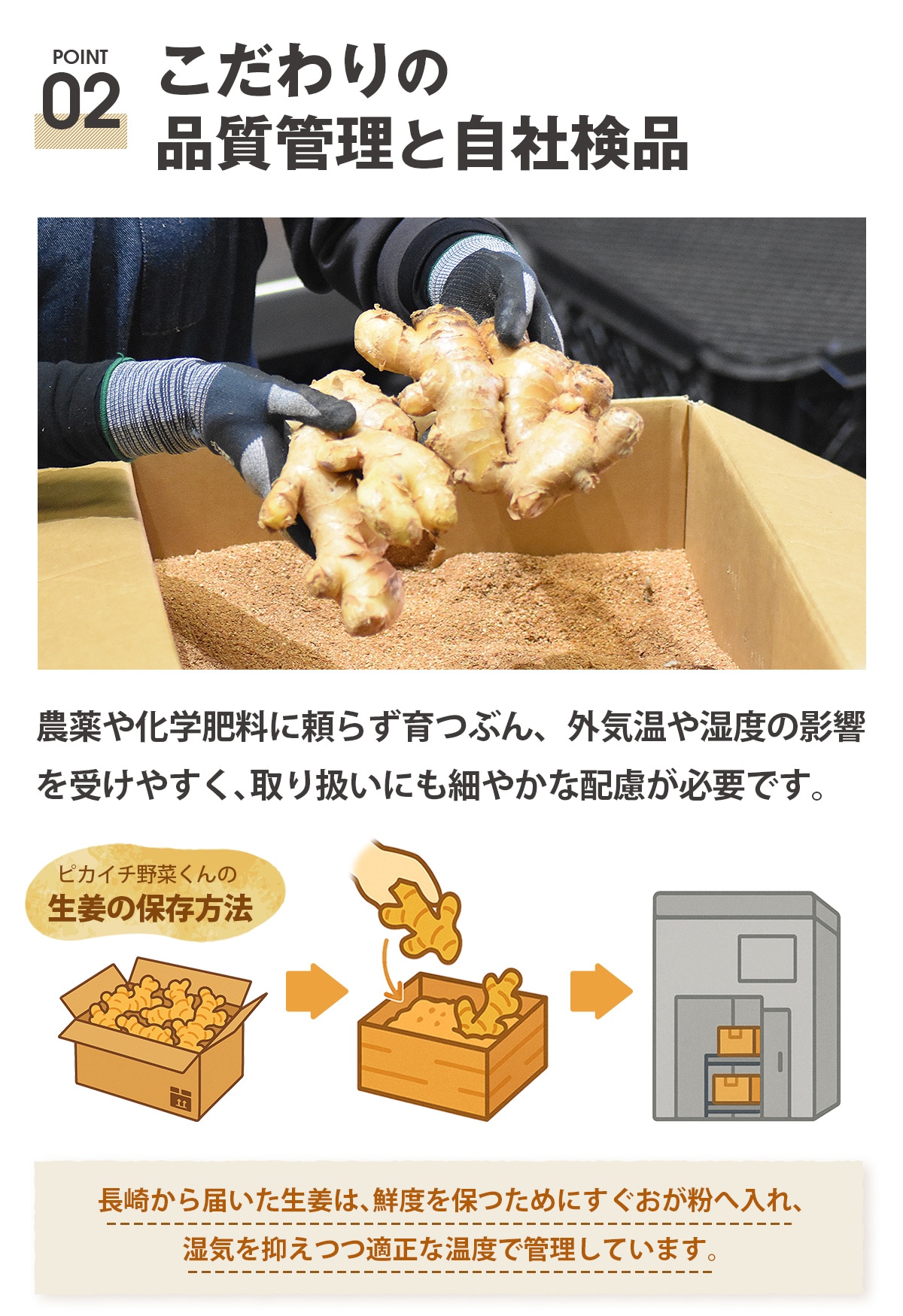 長崎県産 無農薬 生姜（古根） 1kg 2kg 3kg 4kg【ピカイチ野菜くん】