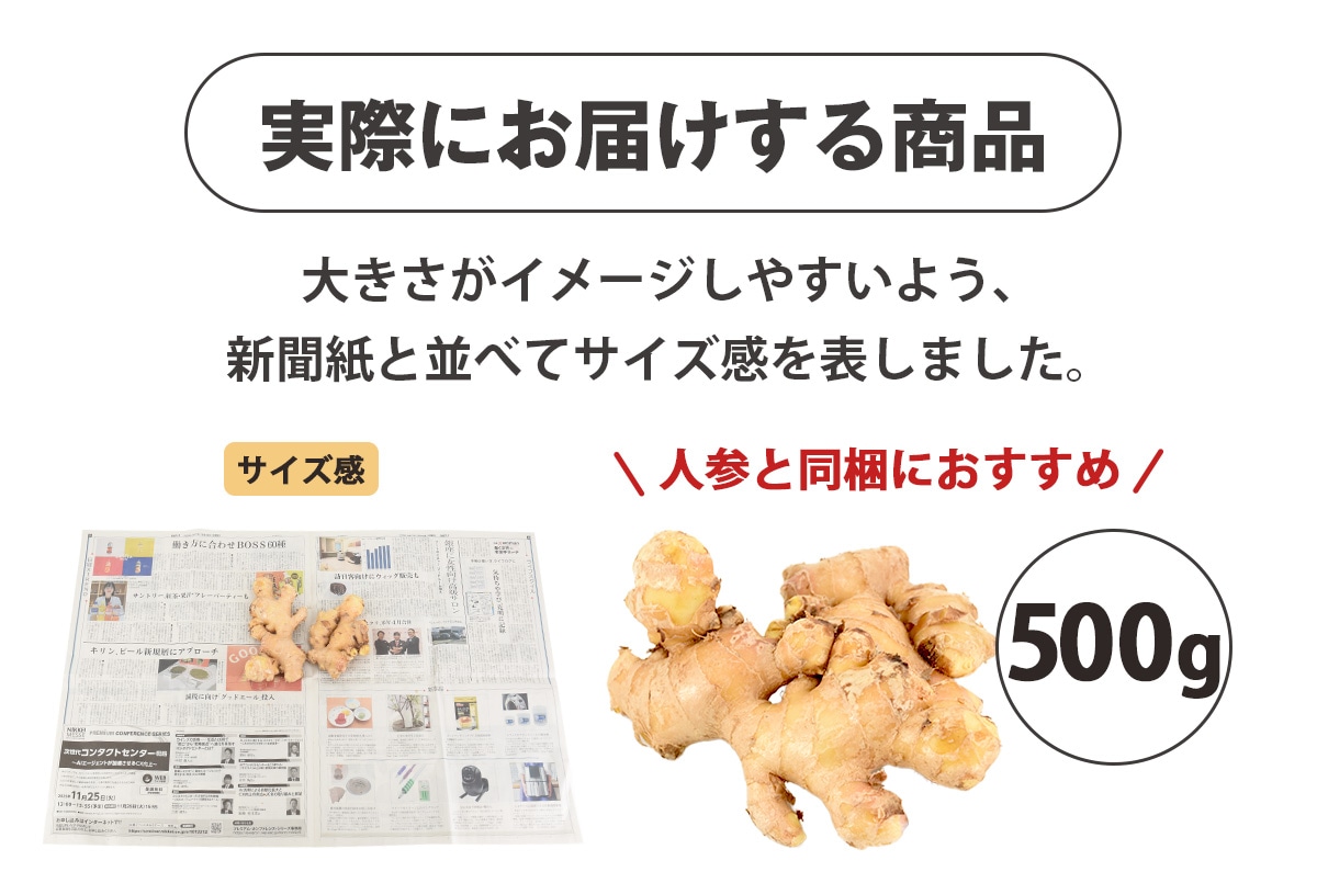 長崎県産 無農薬 生姜（古根） 500g 【ピカイチ野菜くん】