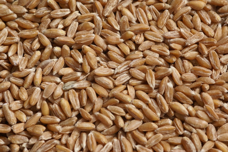 ディンケル小麦,スペルト小麦