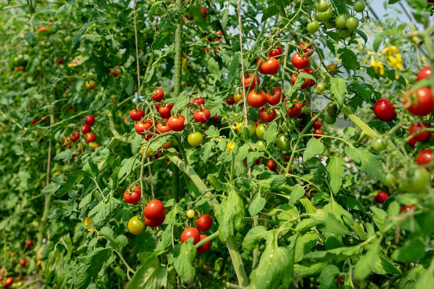 北海道蘭越町rural farmのハウス栽培トマト,ミニトマト「ほれまる」