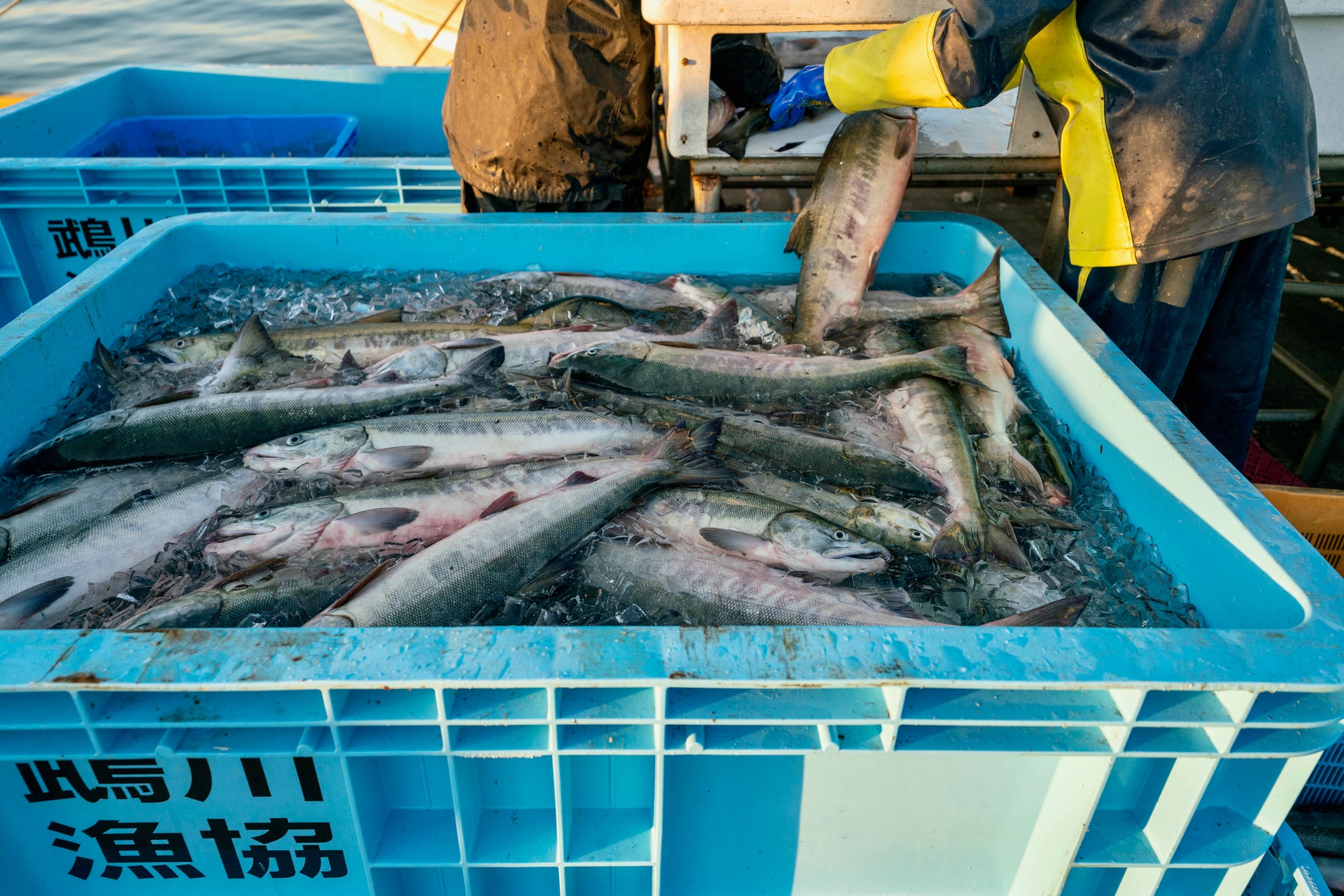 水揚げされたばかりの北海道産秋鮭,氷を張った海水に大量の鮭,鵡川漁港で仕分けされる秋鮭