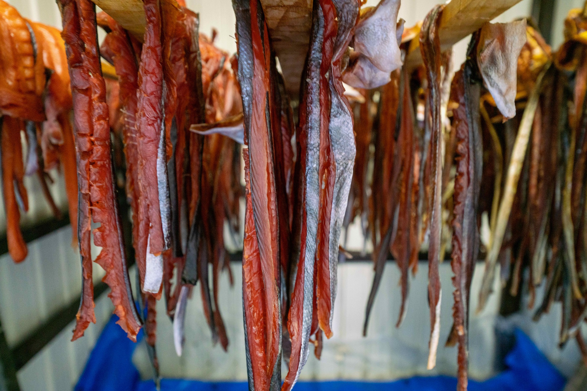 北海道むかわ町の吉村燻製工房の鮭とば,木に吊るして乾燥中の大量の鮭トバ