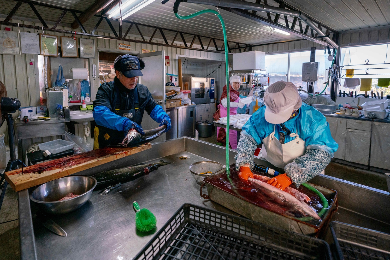 北海道産秋鮭の加工をする吉村燻製工房の吉村さんご家族,秋鮭を捌いて切り身や鮭トバ用に加工する