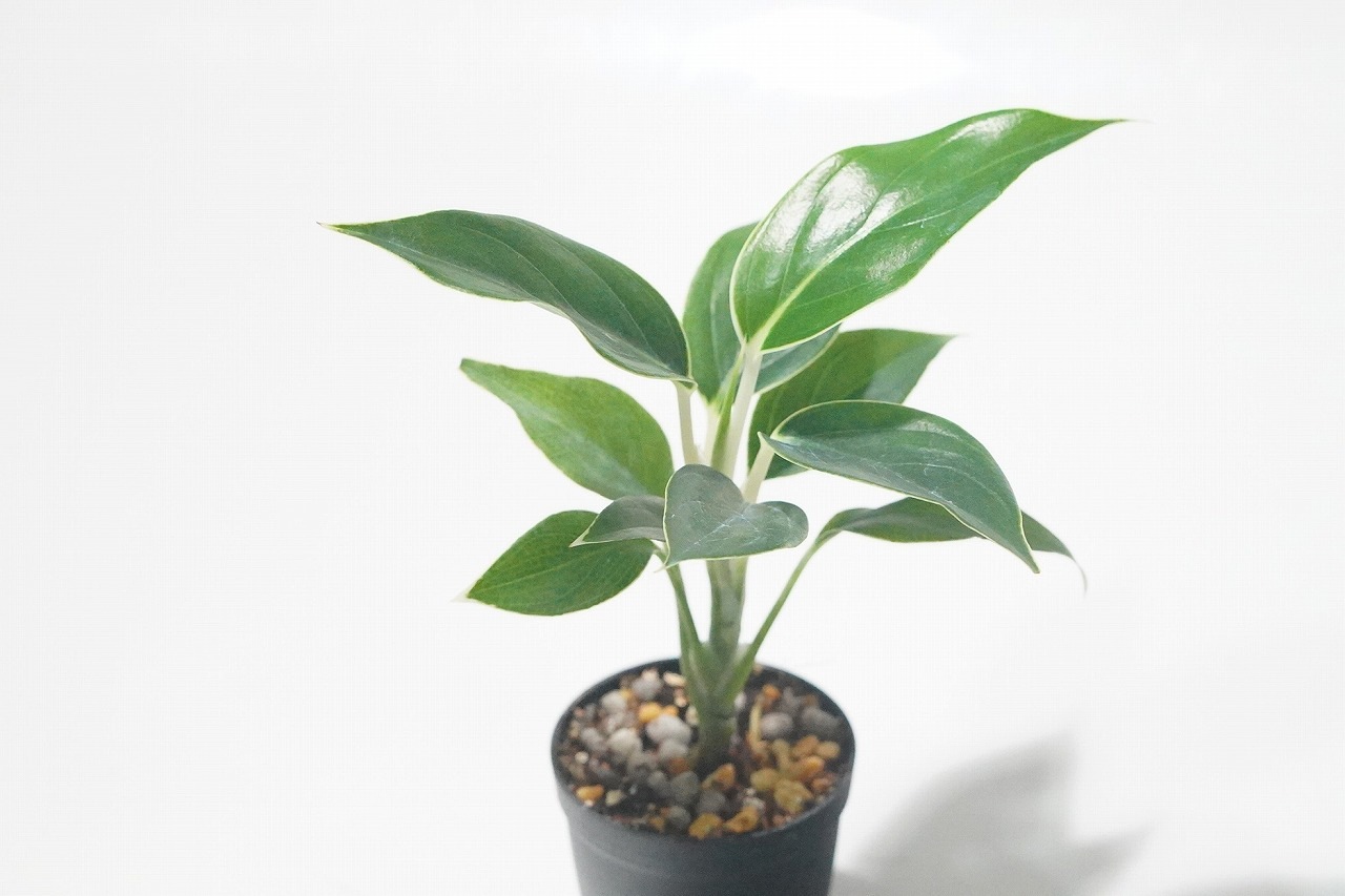 新着植物情報 10月 希少な着生ｼﾀﾞ、アグラオネマなど