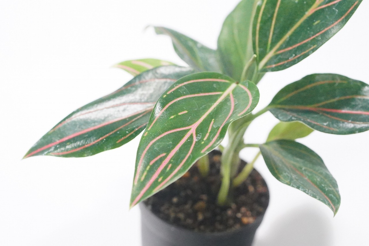 新着植物情報 10月 希少な着生ｼﾀﾞ、アグラオネマなど
