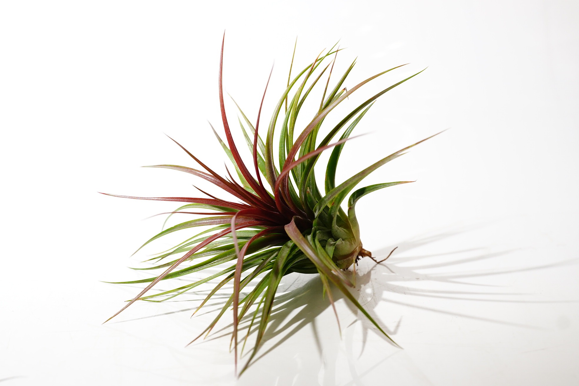 新着植物情報 4月 チランジア、アグラオネマなど