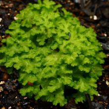 植物