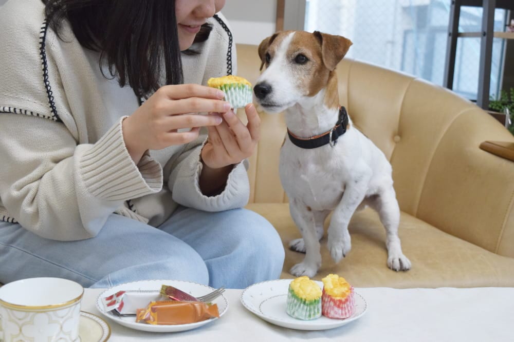 ��餷�ˤʤ�����ꤴ�Ϥ���礭�ʼ̿�