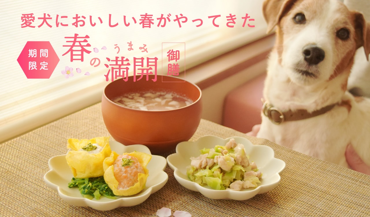 春季限定 春のうまみ満開御膳