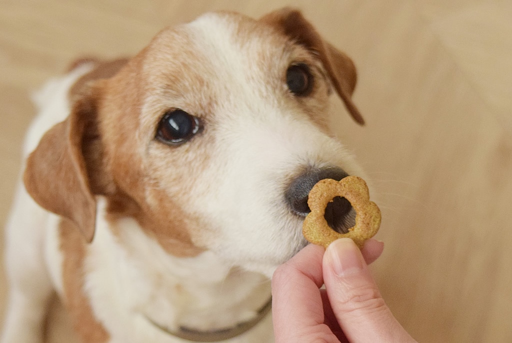 ��¡��Ǣϩ����θ�������Ҥˤ�