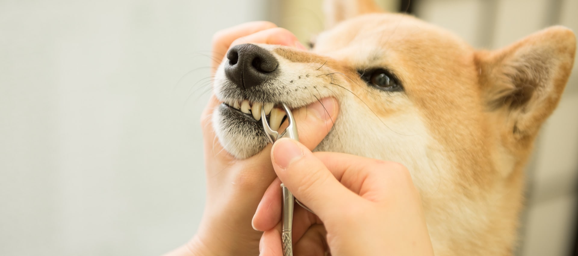 �ǥ󥿥�ؤΤ������