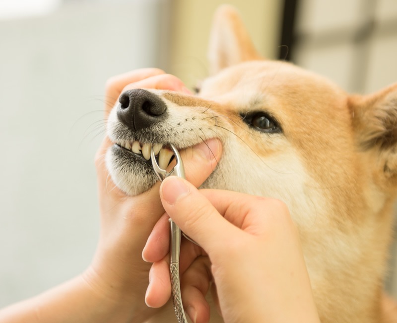 �ǥ󥿥�ؤΤ������