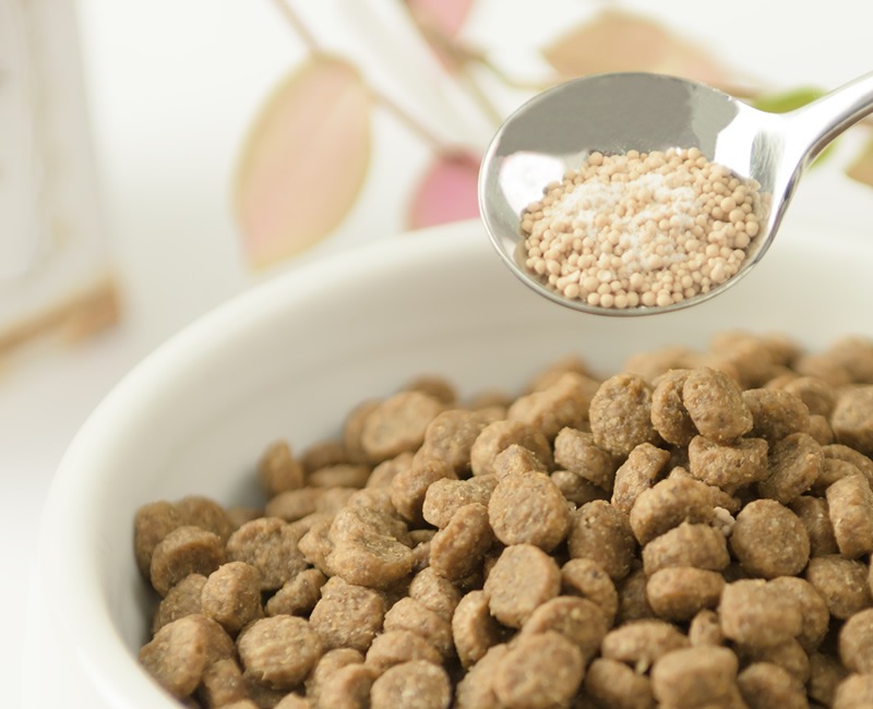 ���ץ���ȤؤΤ������