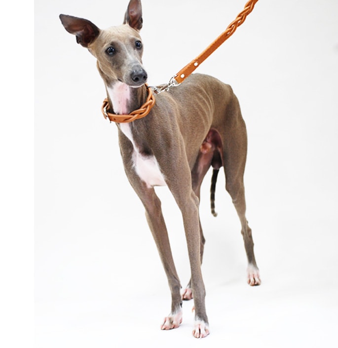犬用リード｜ASHU ループレザーリード 小型犬～中型犬｜ドッグフードの