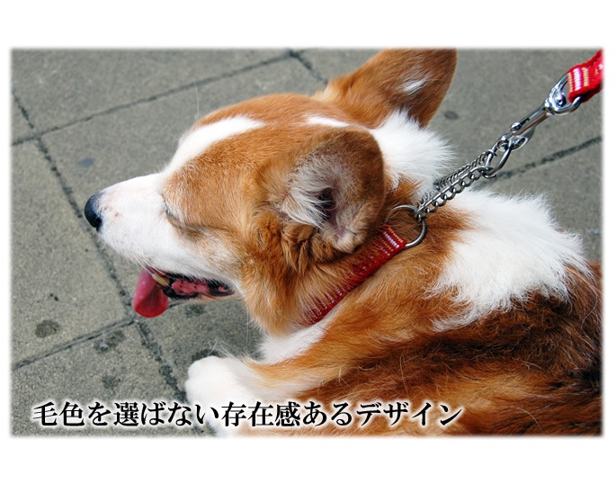 中型犬用ハーフチョーク Ashu Step ステップ ハーフチョーク リード Mサイズセット ドッグフードの通販 帝塚山ハウンドカム