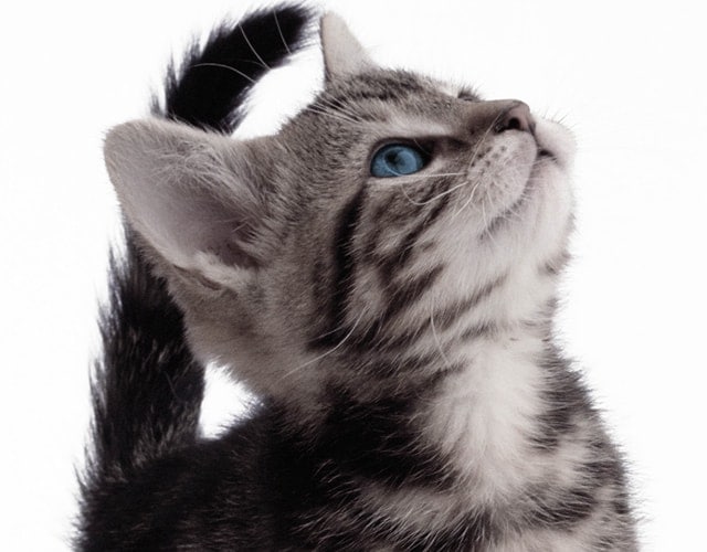 FORZA10｜ミスターフルーツ キトン(子猫用) 400g フォルツァディエチ