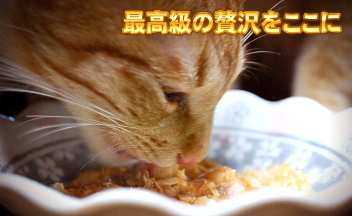 猫缶｜Schesir（シシア）/キャット ツナ＆ピルチャード