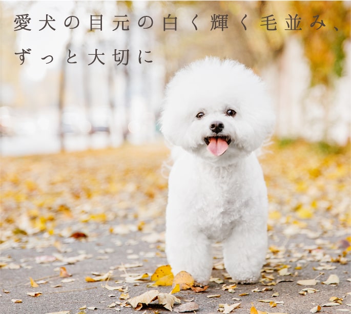 ネイチャーズプロテクション 【犬用】ホワイトドッグ ラム アダルト