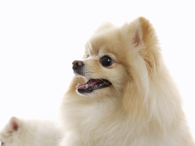 健康通信vol 74 ガムを噛むと歯茎から出血する