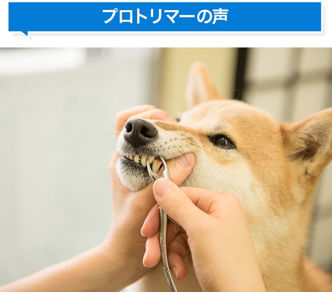 愛犬 愛猫用歯石取りペンチ ドッグフードの通販 帝塚山ハウンドカム