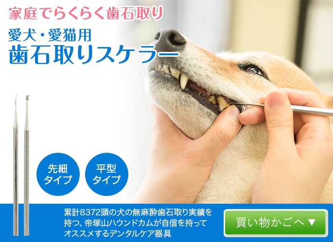 歯石取りスケーラー　ペット 犬用　猫用　ペット用　 歯石除去