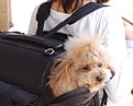 ■送料無料■ペット用キャリーバッグ　小型犬用：〜8kg【Ｓ型】