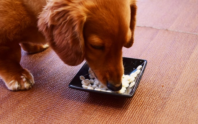 愛犬用ヘルシーお惣菜 リンゴと豚肉柔らか煮