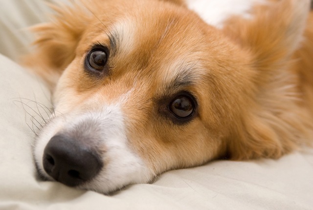 愛犬のちゃんと知ってほしい下痢特集 ドッグフード通販 販売の帝塚山ハウンドカム