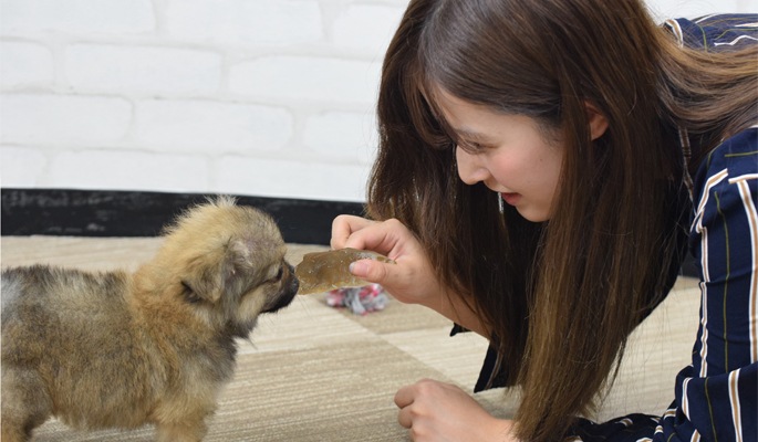 犬用おやつ｜愛犬用 無添加人気おいものおやつセット｜ドックフードの通販・帝塚山ハウンドカム