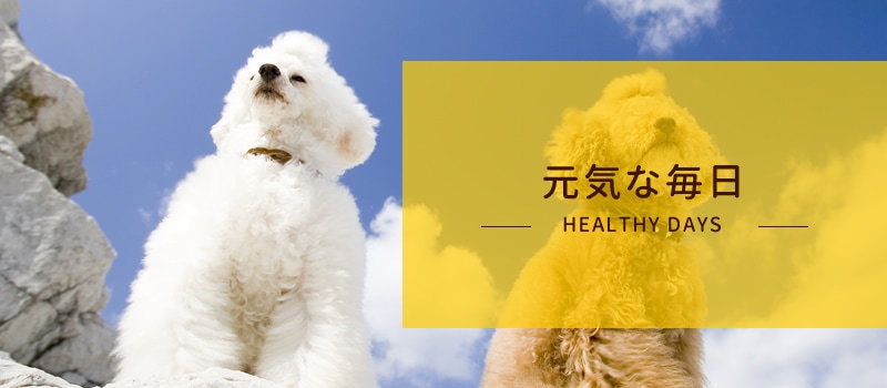犬の免疫力サプリメントの通販 販売なら帝塚山ハウンドカム